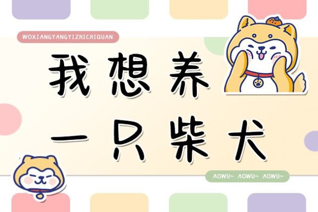 我想养一只柴犬